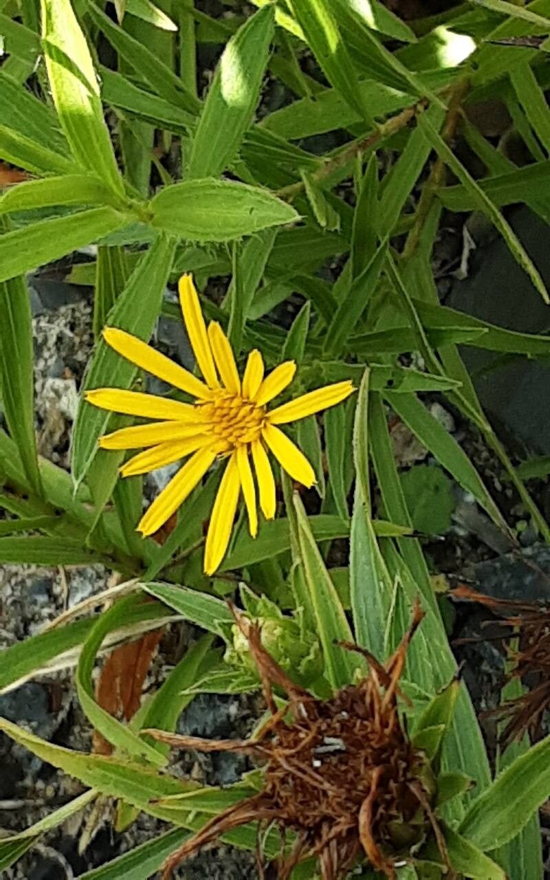 Pentanema ensifolium flower