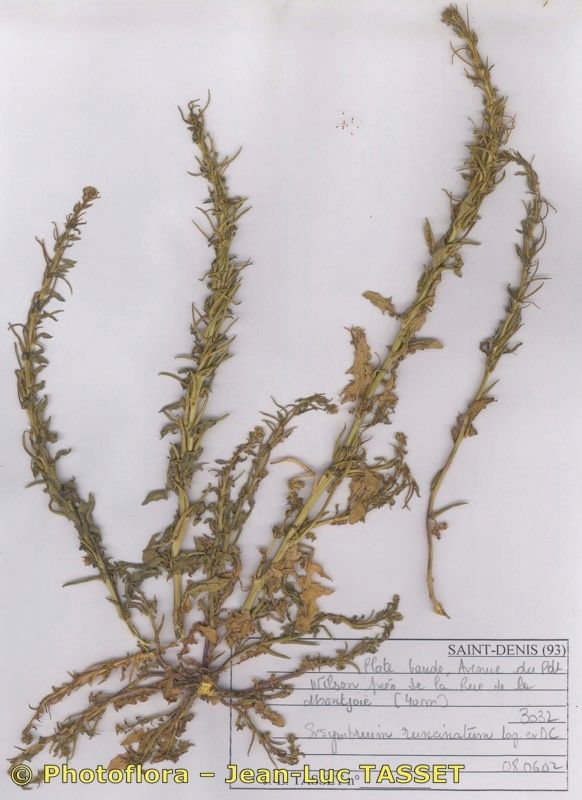 Sisymbrium polyceratium habit