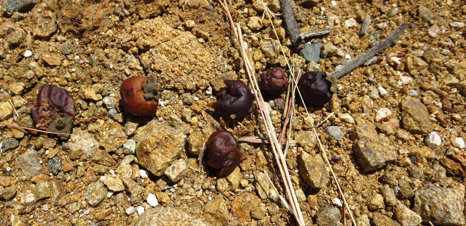 Wigandia urens fruit