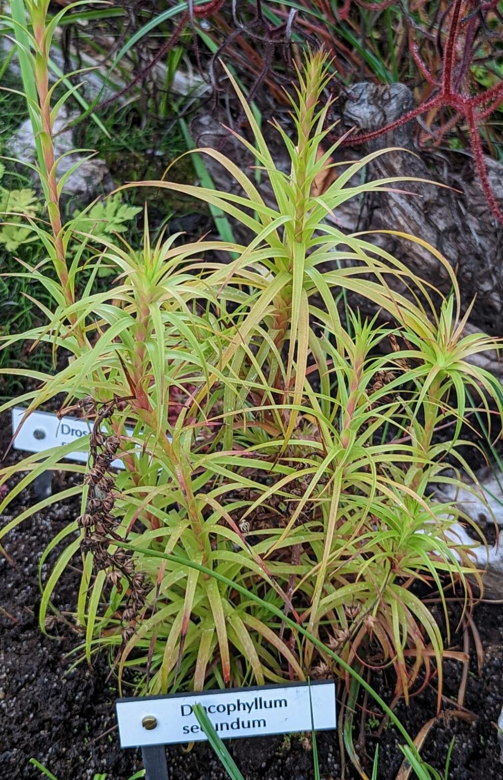 Dracophyllum secundum leaf