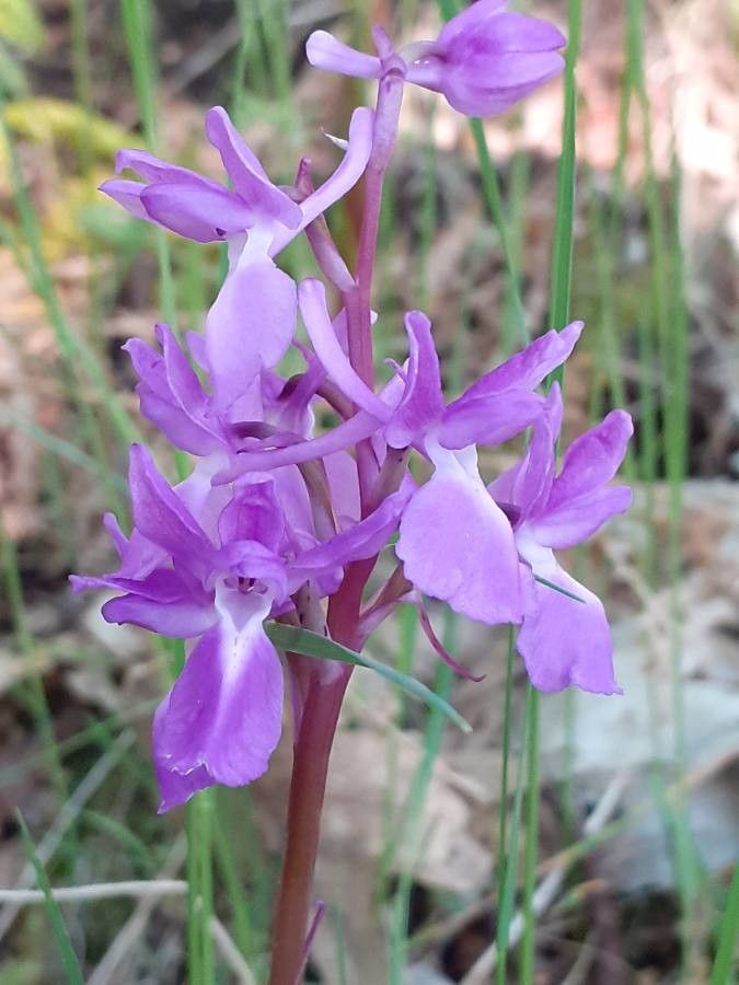 Orchis langei flower