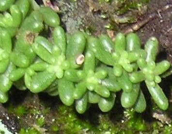 Sedum brissemoretii — houseplant care guide