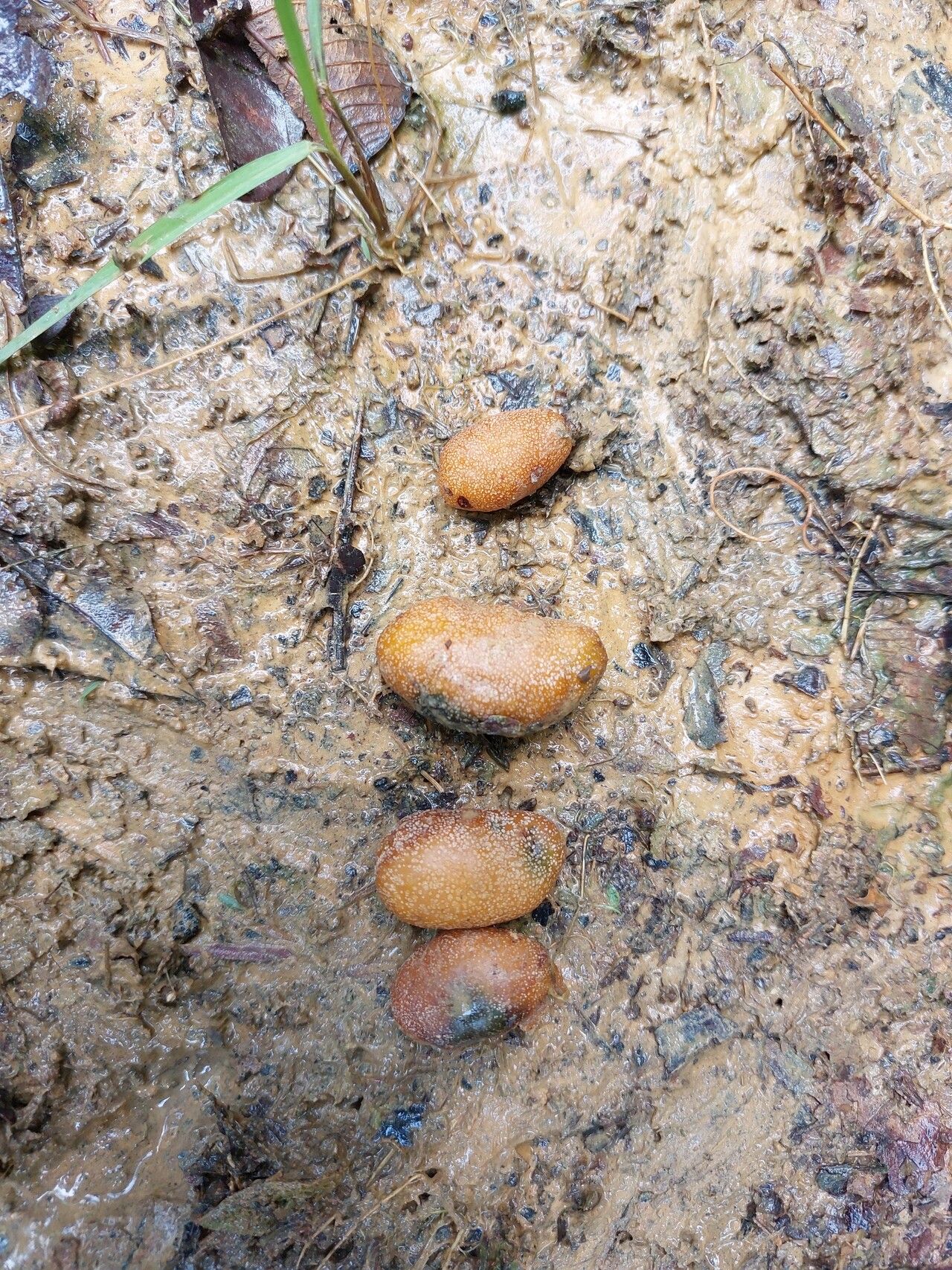 Parinari hypochrysea fruit