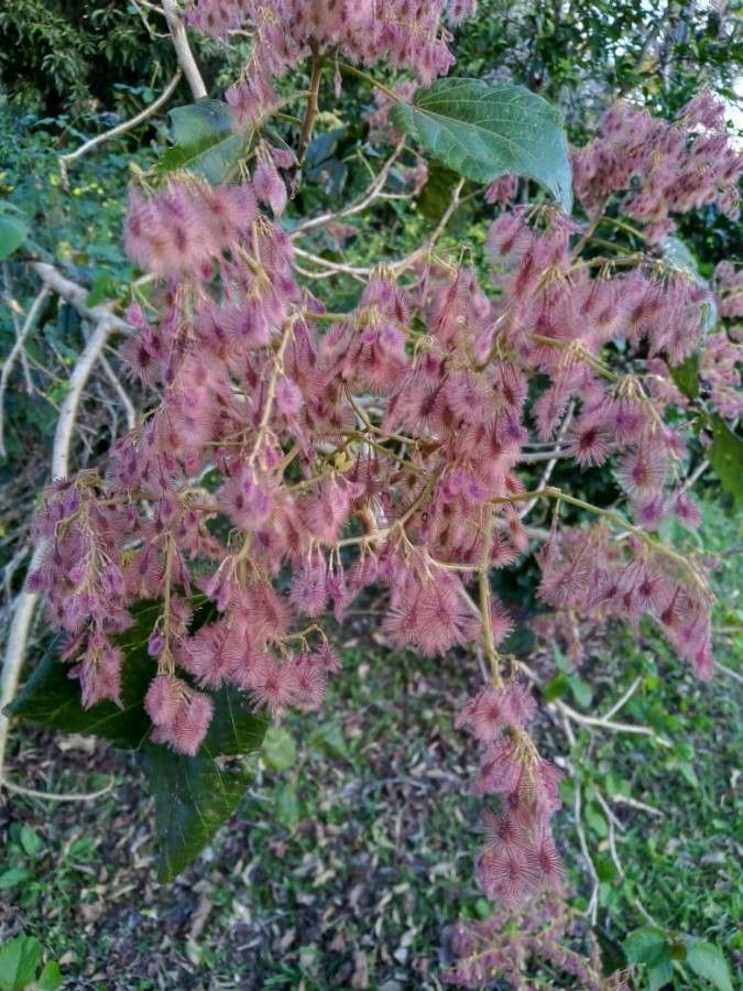 Heliocarpus americanus flower
