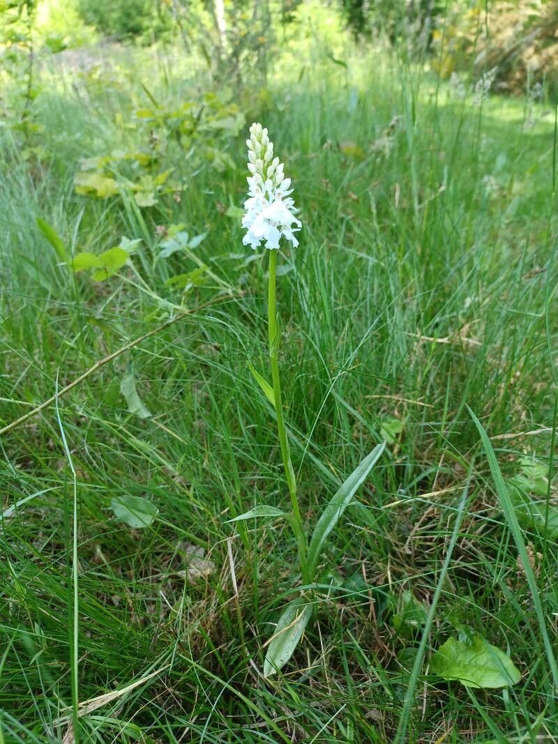 Orchis mascula x Orchis militaris habit