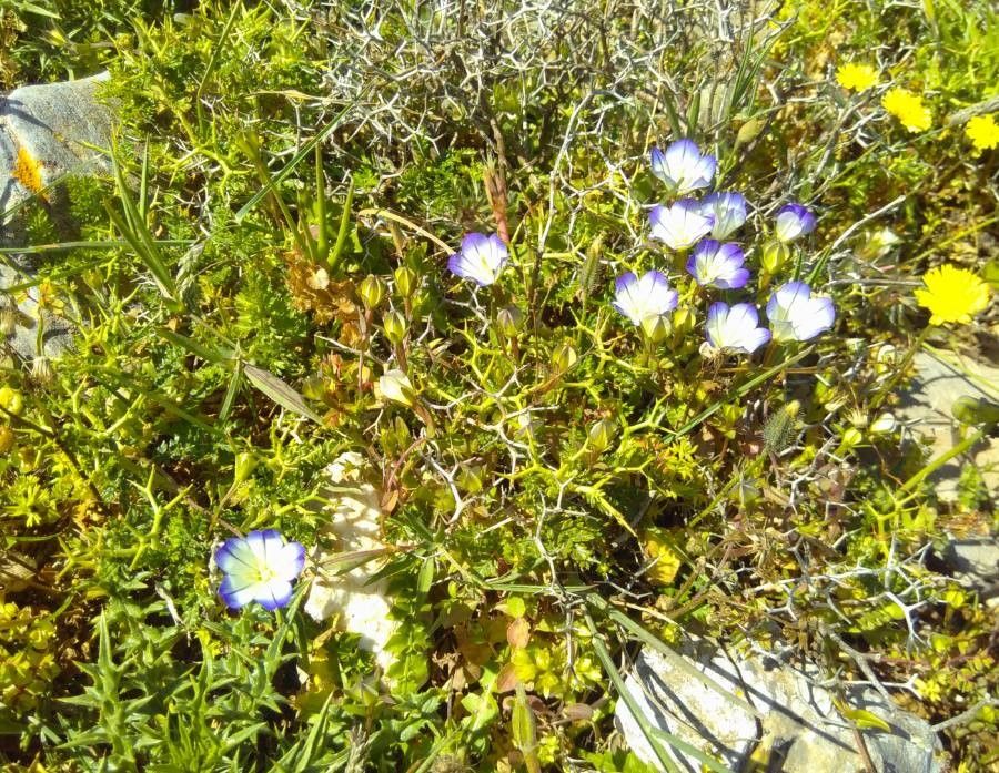 Convolvulus pentapetaloides habit