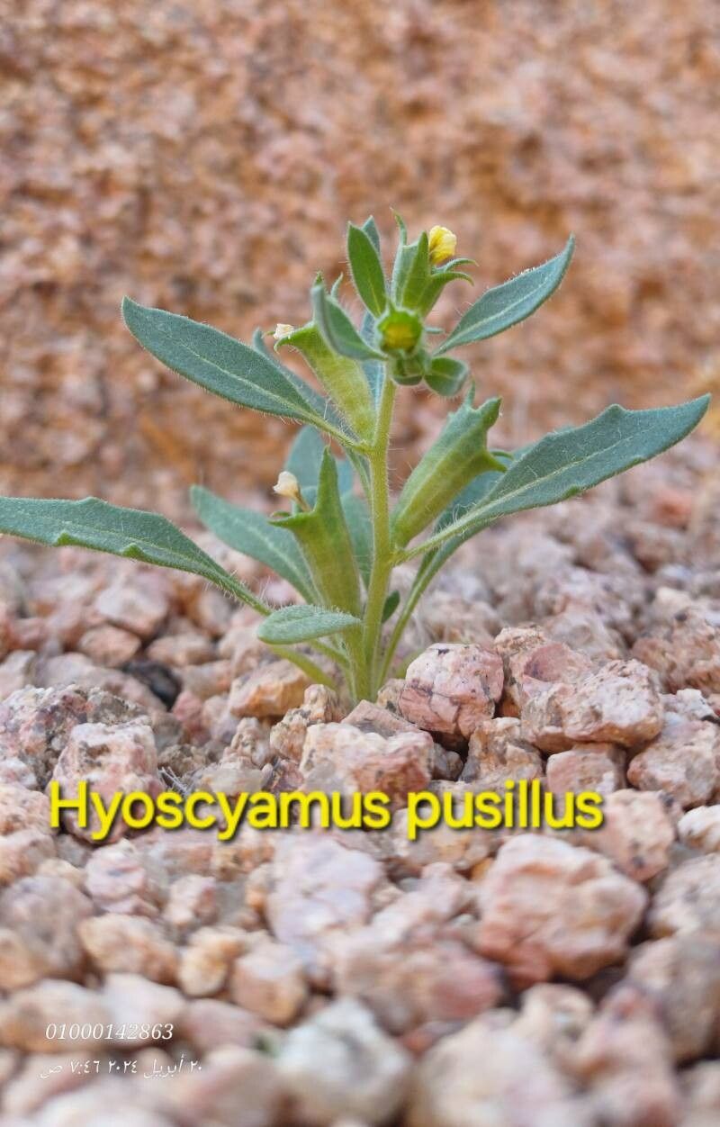 Hyoscyamus pusillus — search result for 'Hyoscyamus'