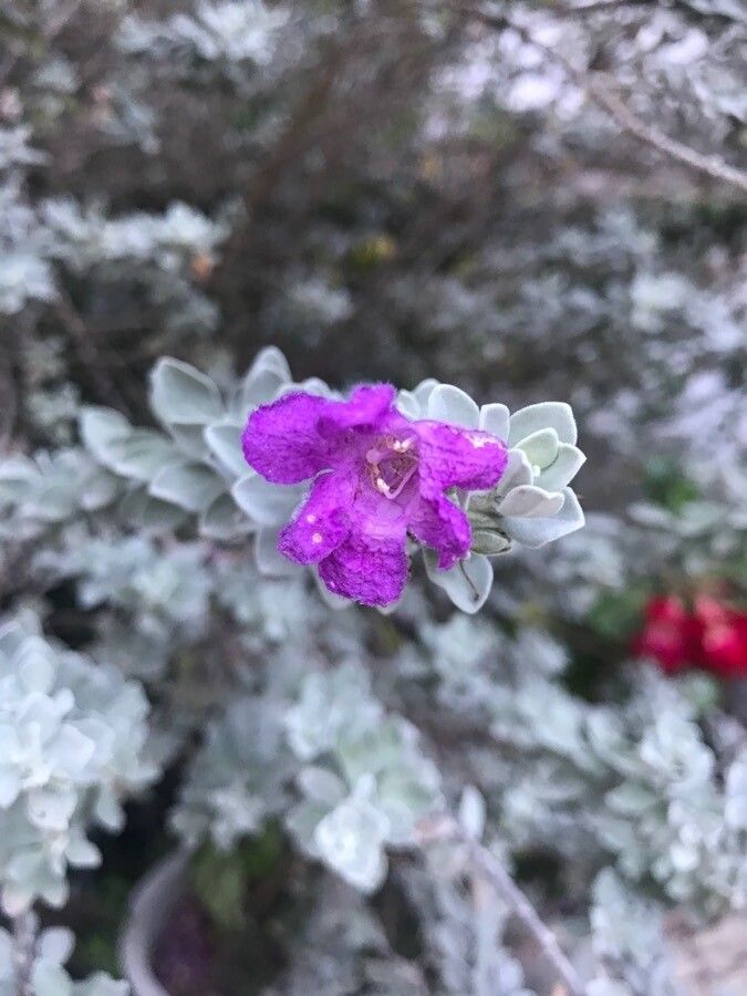 Leucophyllum candidum flower