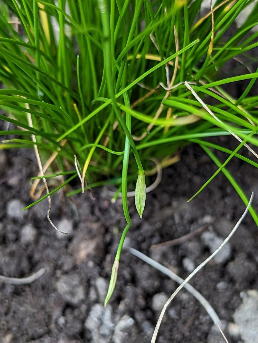 Allium cyaneum other