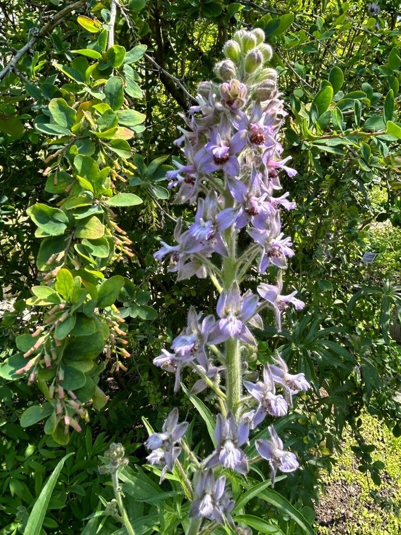 Delphinium pictum flower