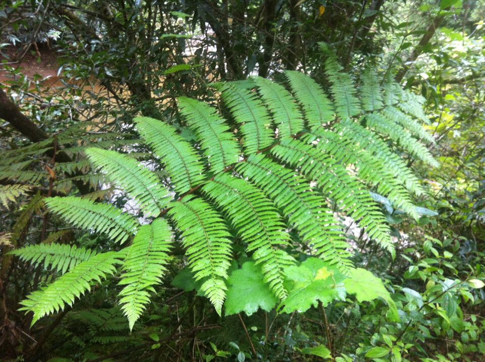 Alsophila similis — houseplant care guide