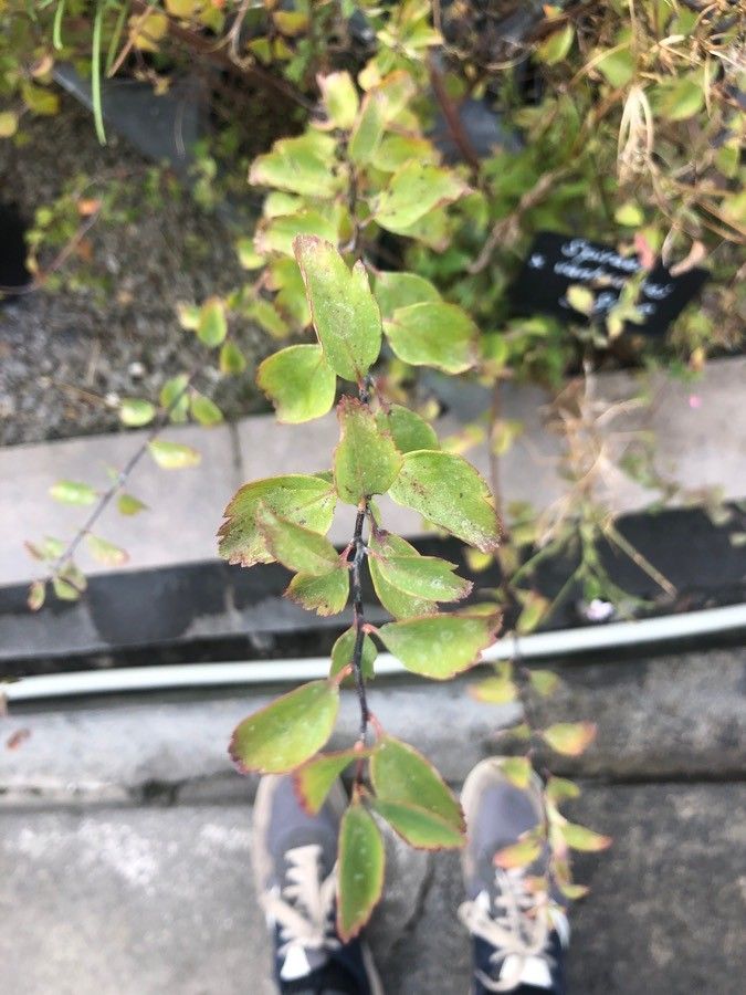 Spiraea × vanhouttei