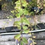 Spiraea × vanhouttei