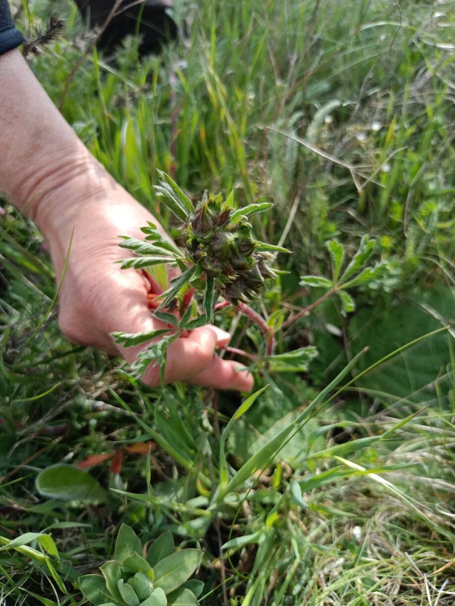 Potentilla bornmuelleri — houseplant care guide