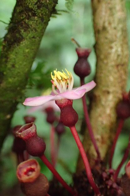 Medinilla mirabile flower