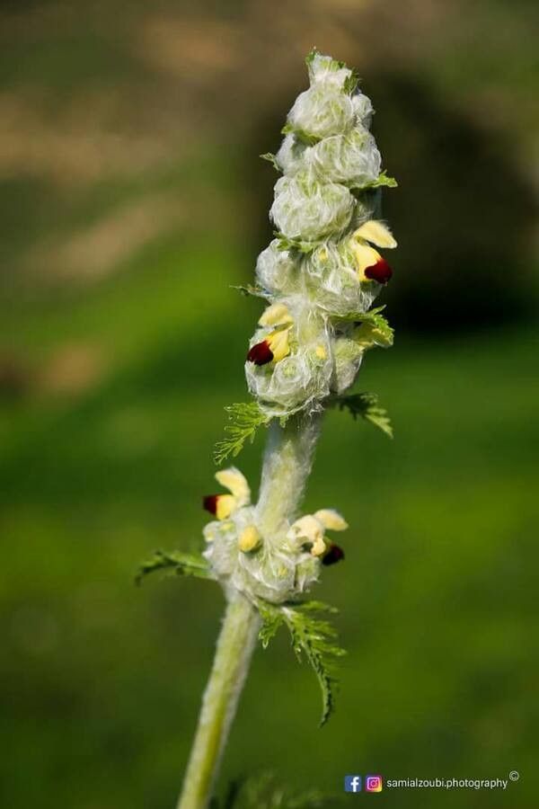 Veratrum fimbriatum — related species from the same genus