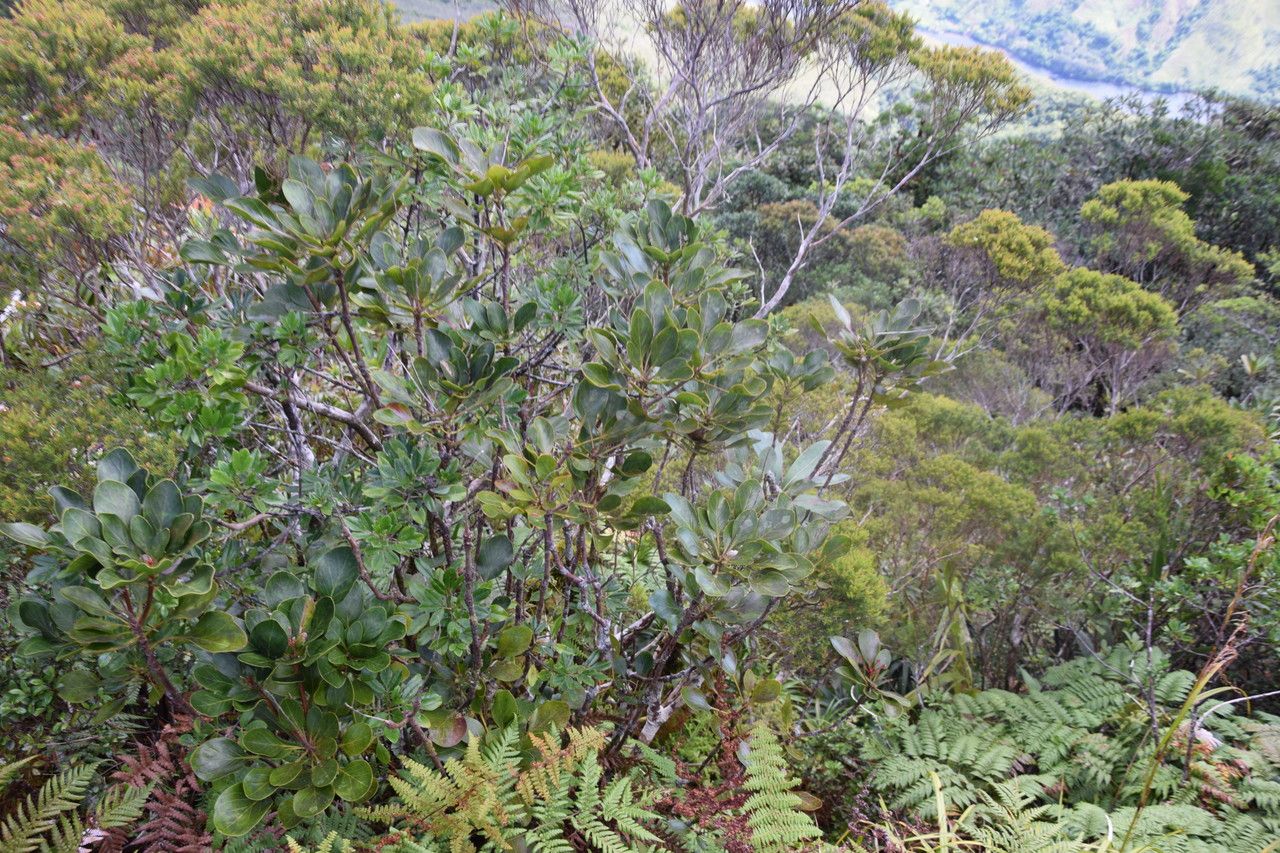 Beauprea crassifolia habit
