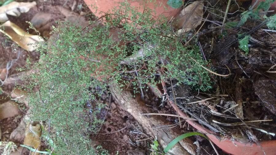 Eugenia daenikeri leaf