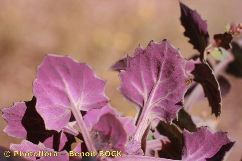 Senecio flavus flower