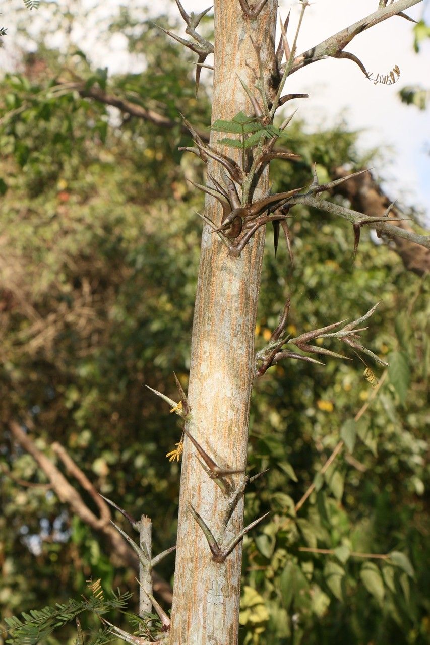 Acacia cornigera bark