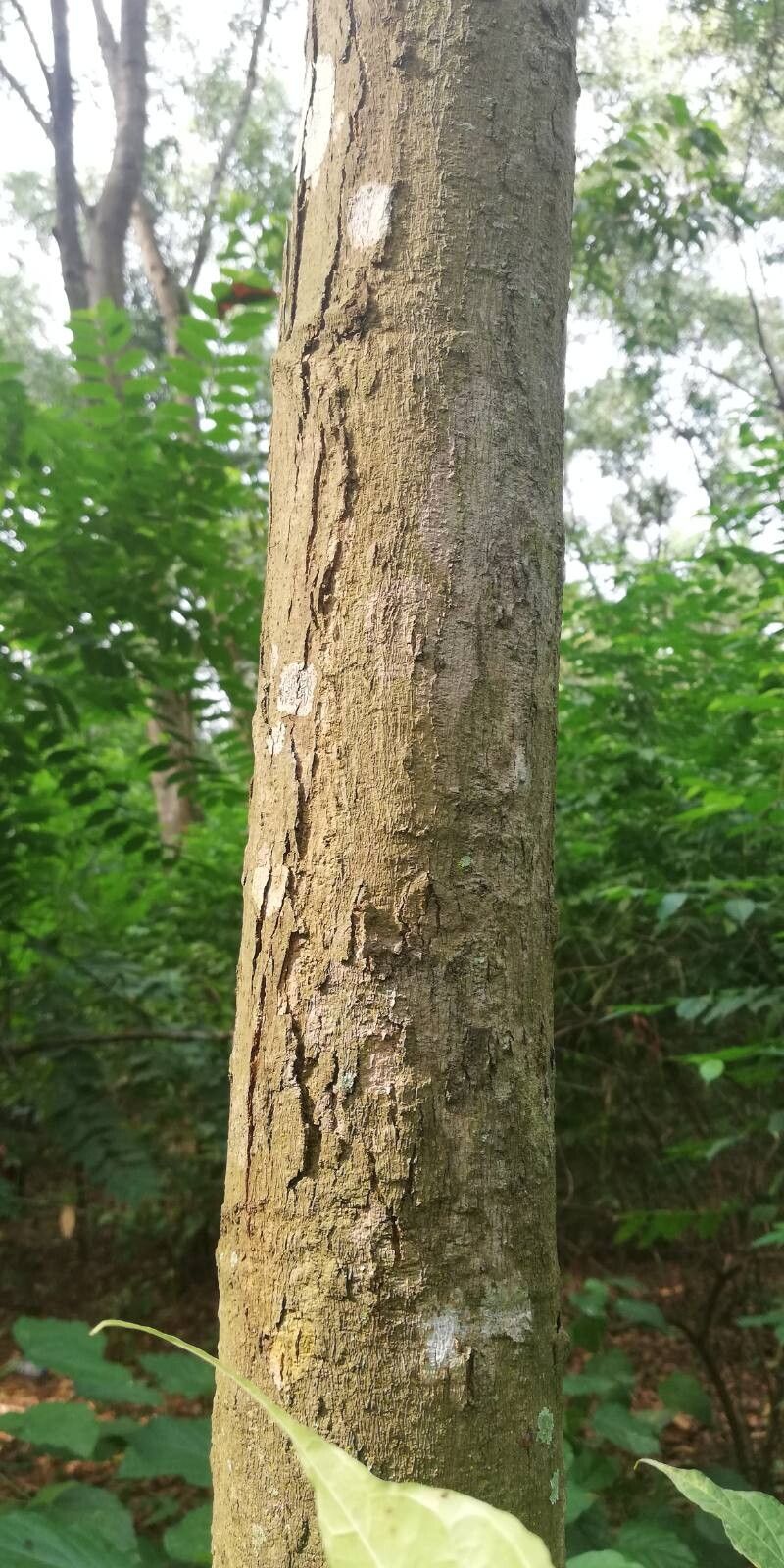 Pachylobus pubescens bark