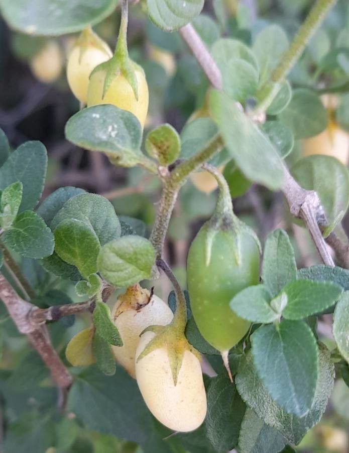 Salpichroa origanifolia fruit