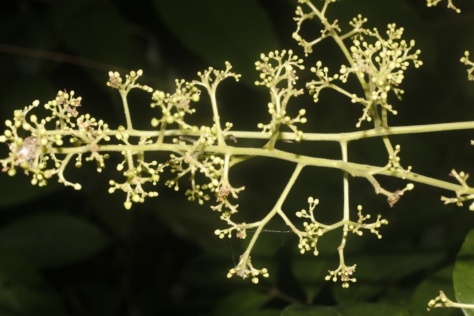 Spondias radlkoferi flower