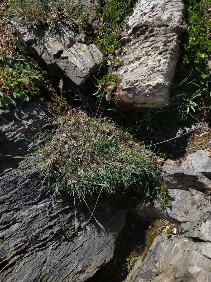Festuca glacialis leaf