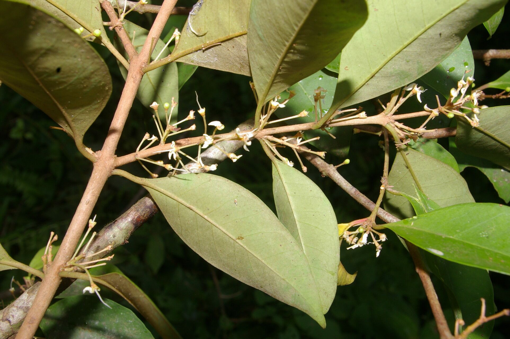 Eugenia cartagensis flower