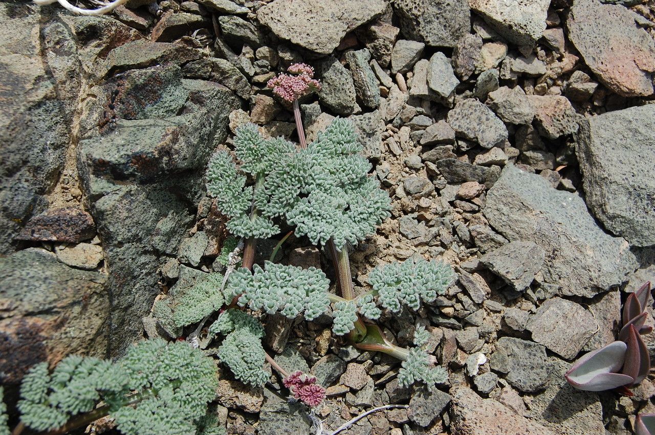 Lomatium ciliolatum habit