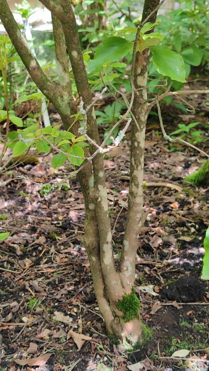 Rhododendron weyrichii bark