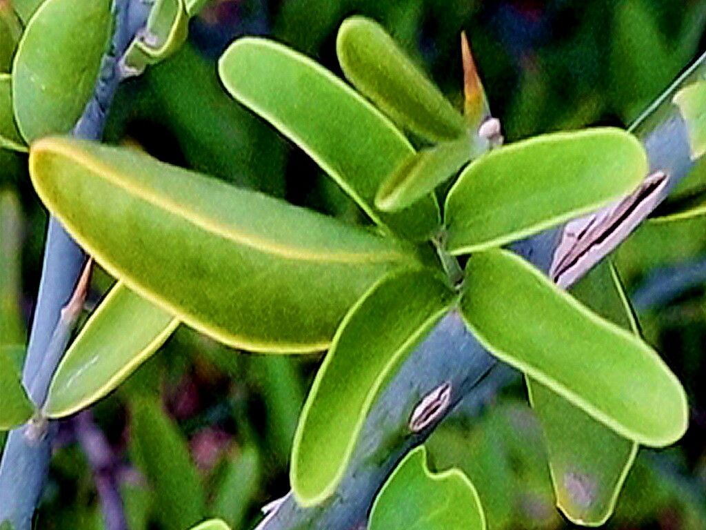 Balanites roxburghii — search result for 'Balanites'