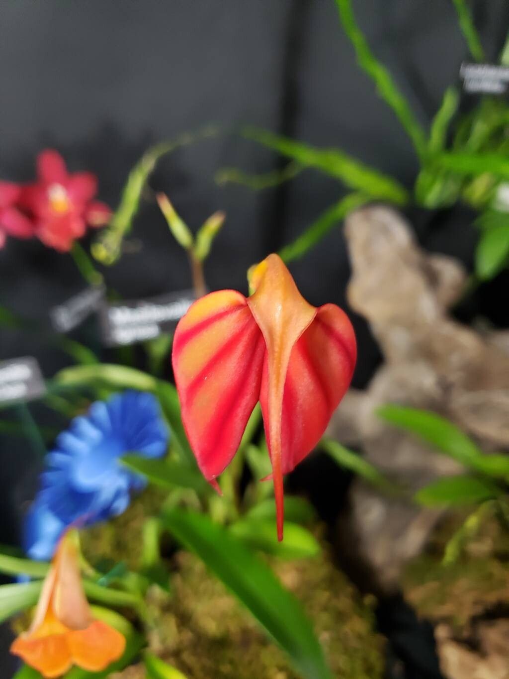 Masdevallia ignea flower
