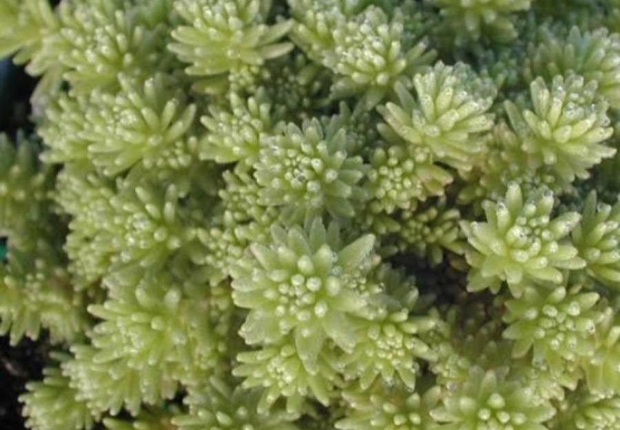 Sedum gracile
