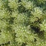 Sedum gracile