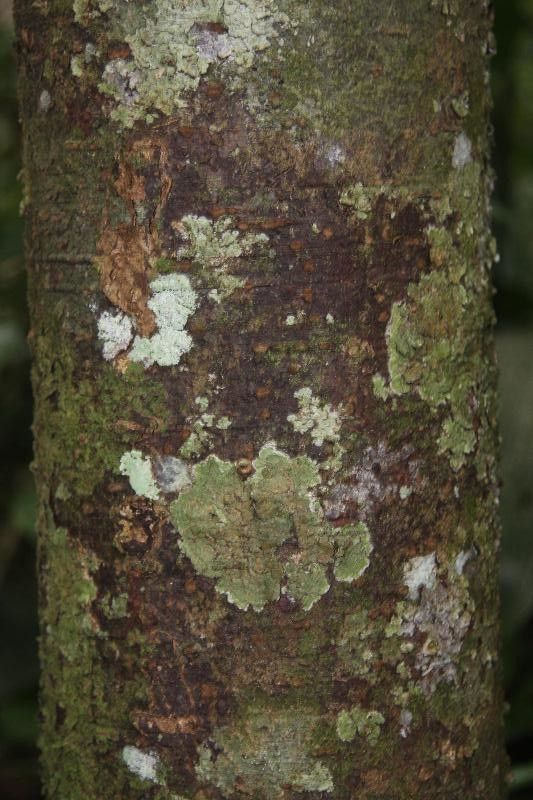 Ocotea amazonica bark