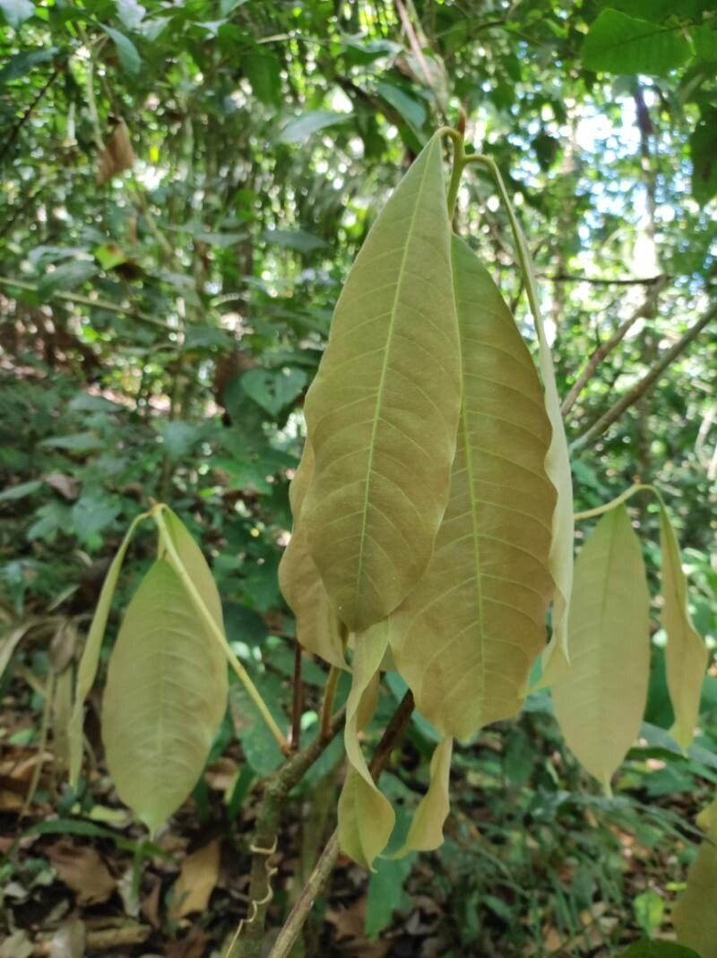 Pouteria triplarifolia — search result for 'Pouteria'