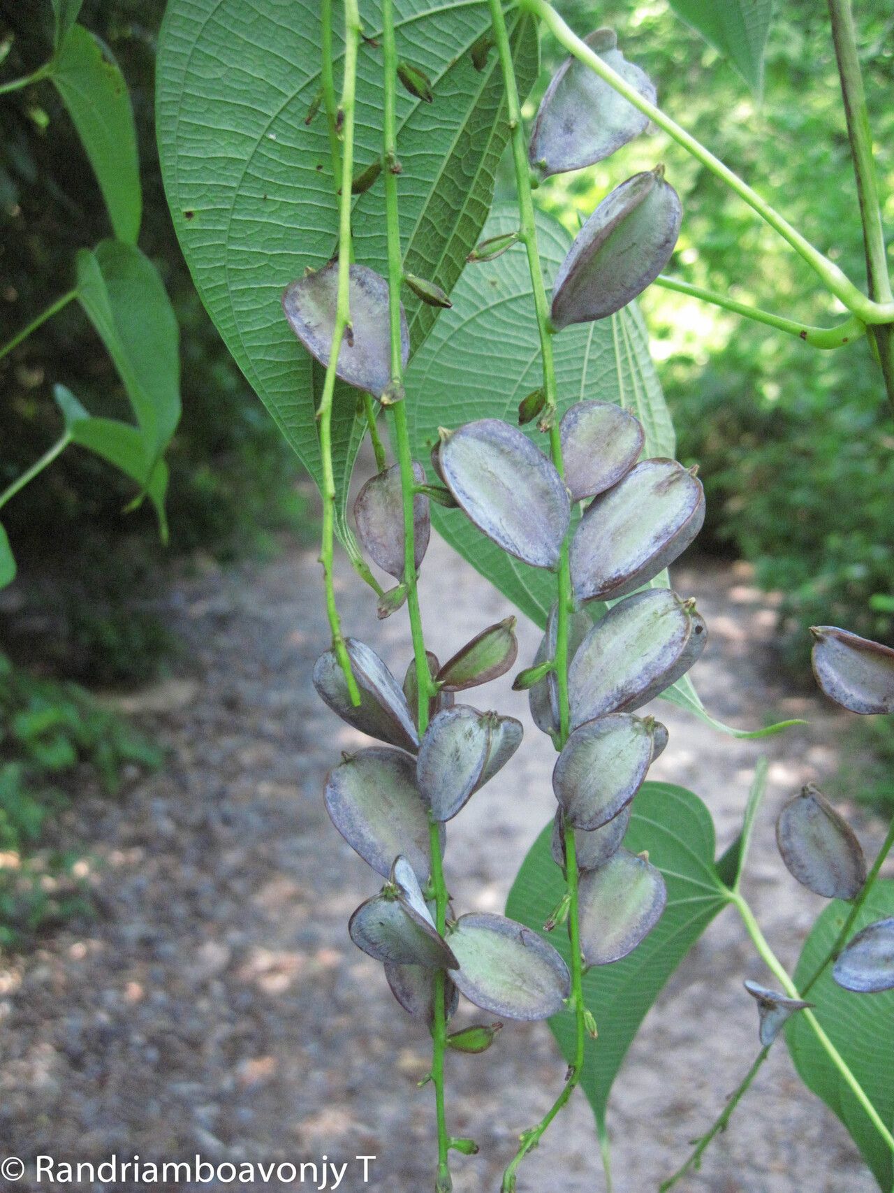 Dioscorea antaly — houseplant care guide