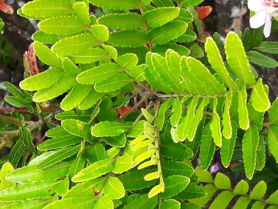 Loxodiscus coriaceus leaf
