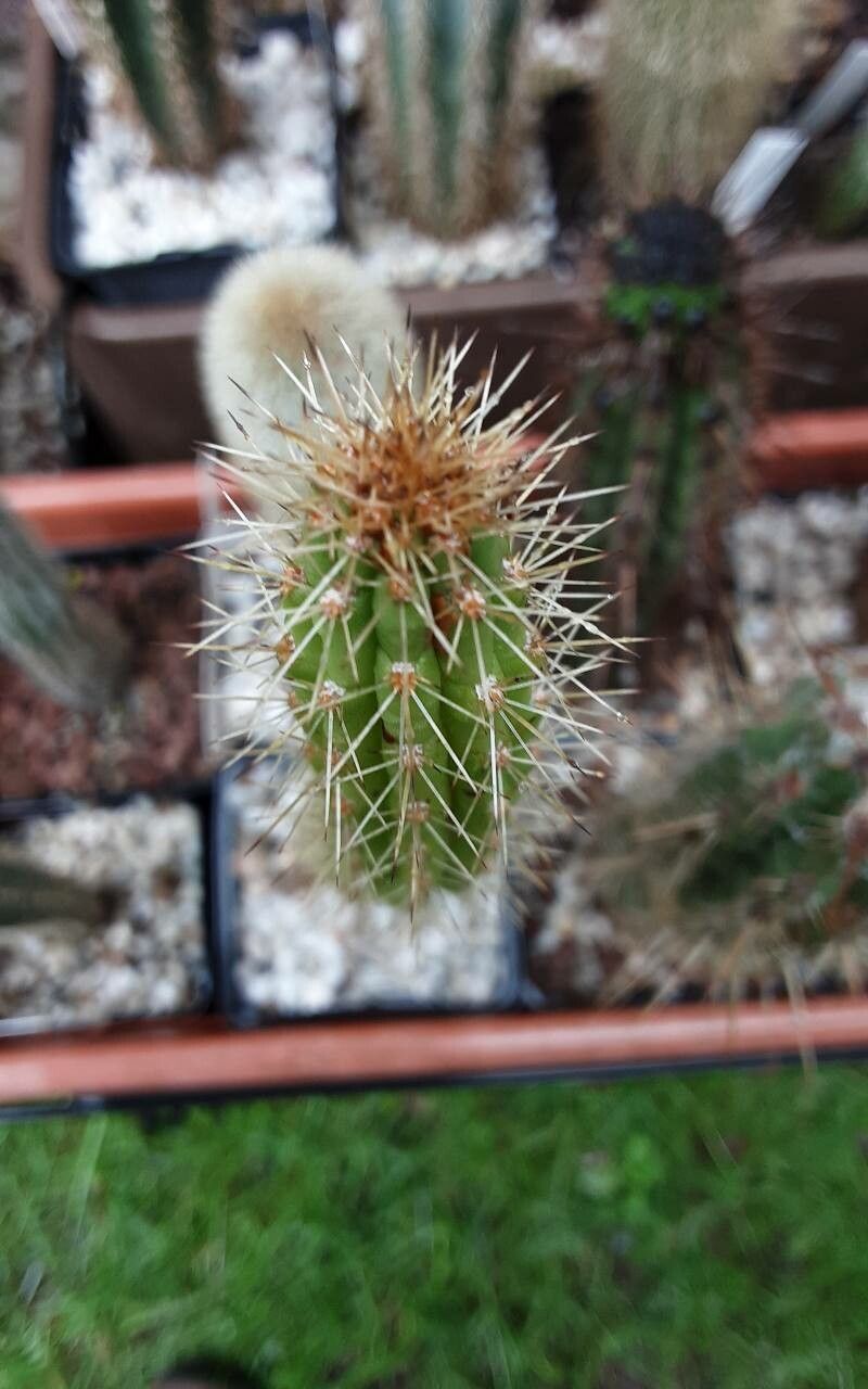 Harrisia fernowii other