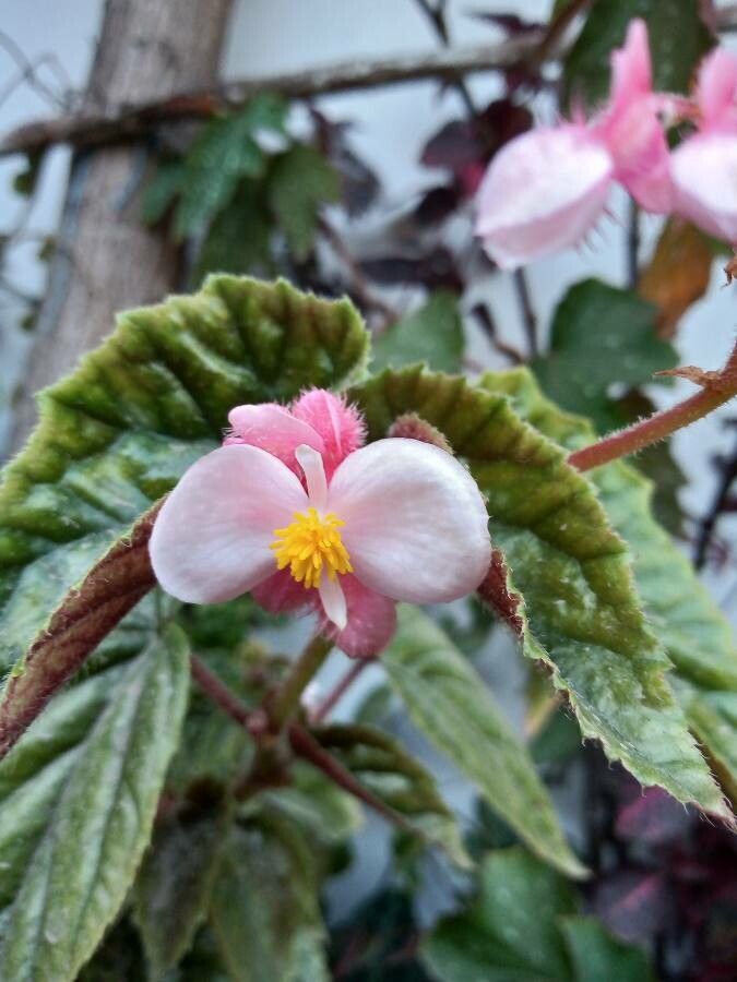 Begonia clarkei flower