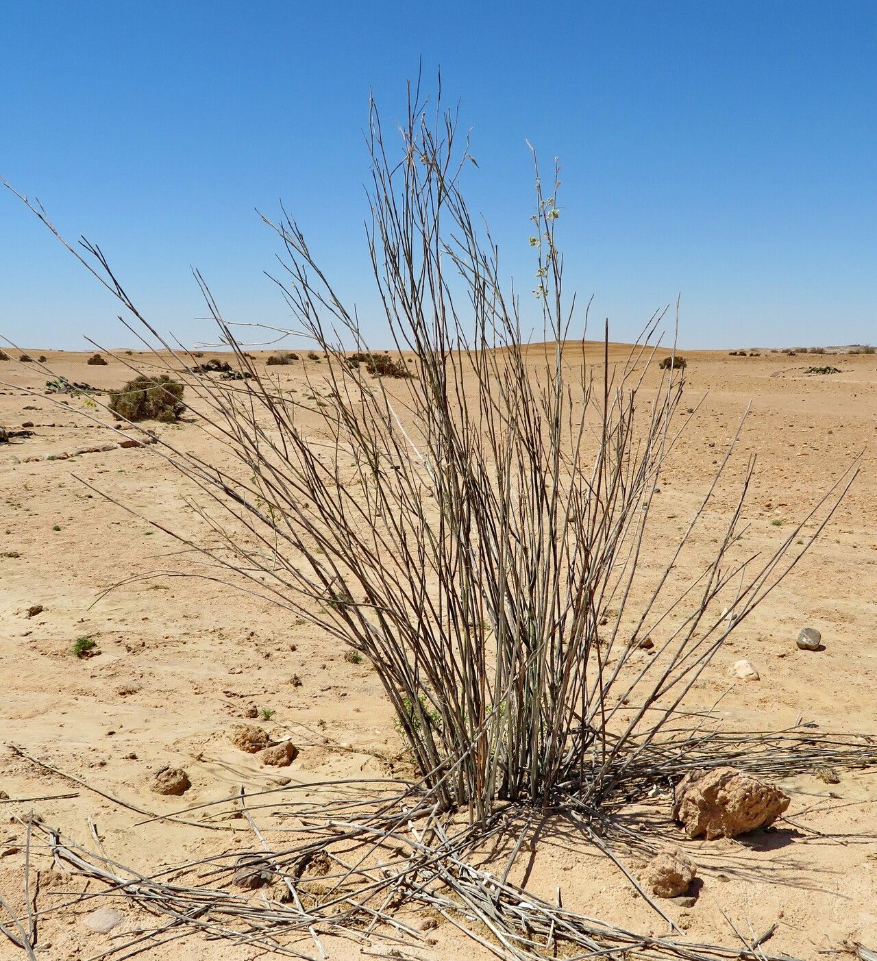 Gomphocarpus filiformis habit