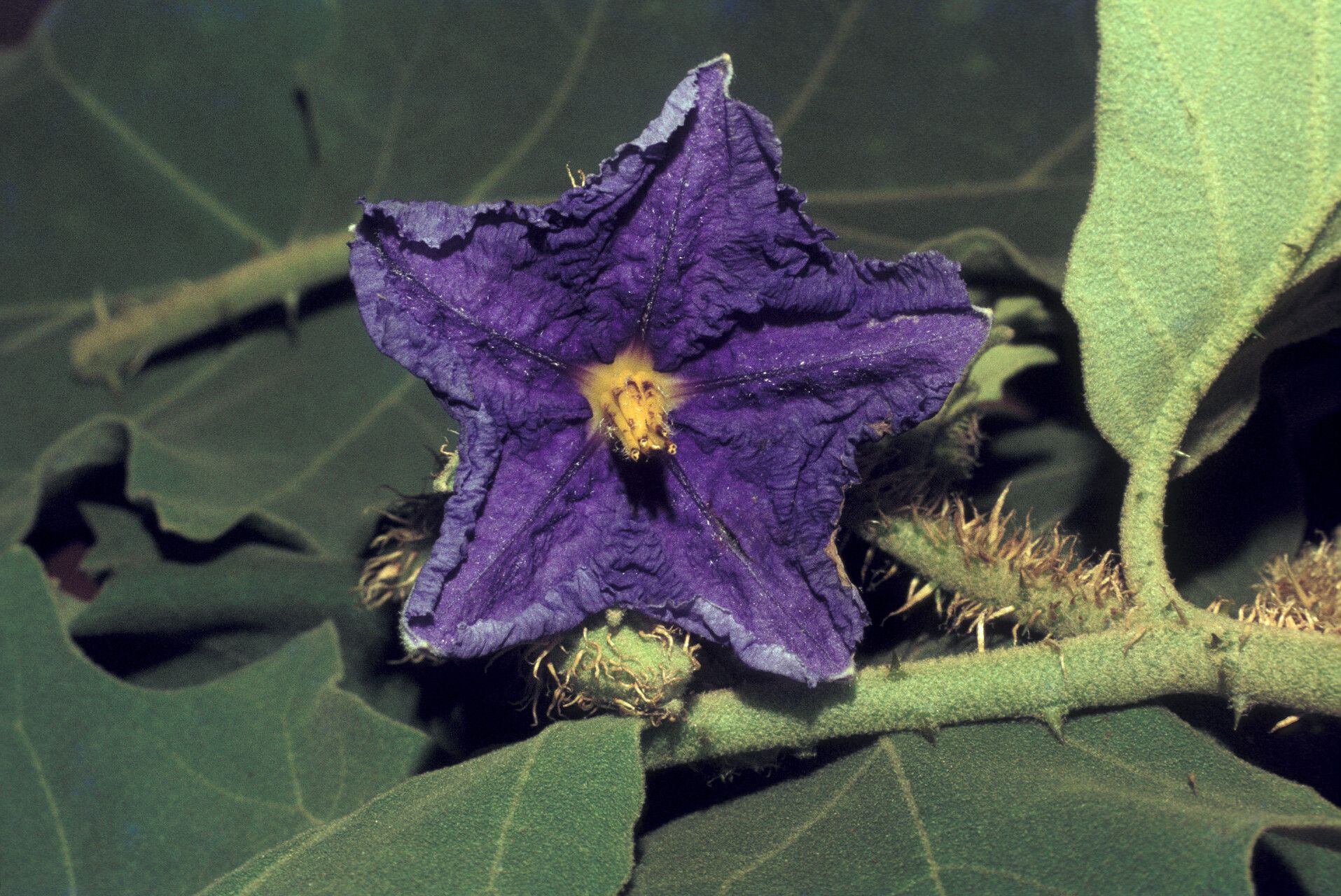 Solanum crinitum flower