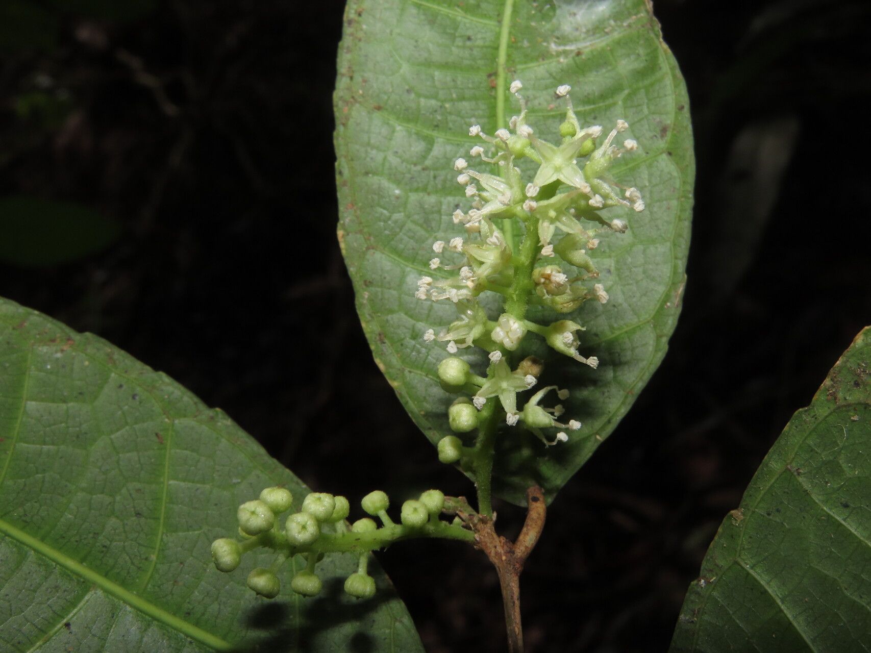 Trophis involucrata leaf