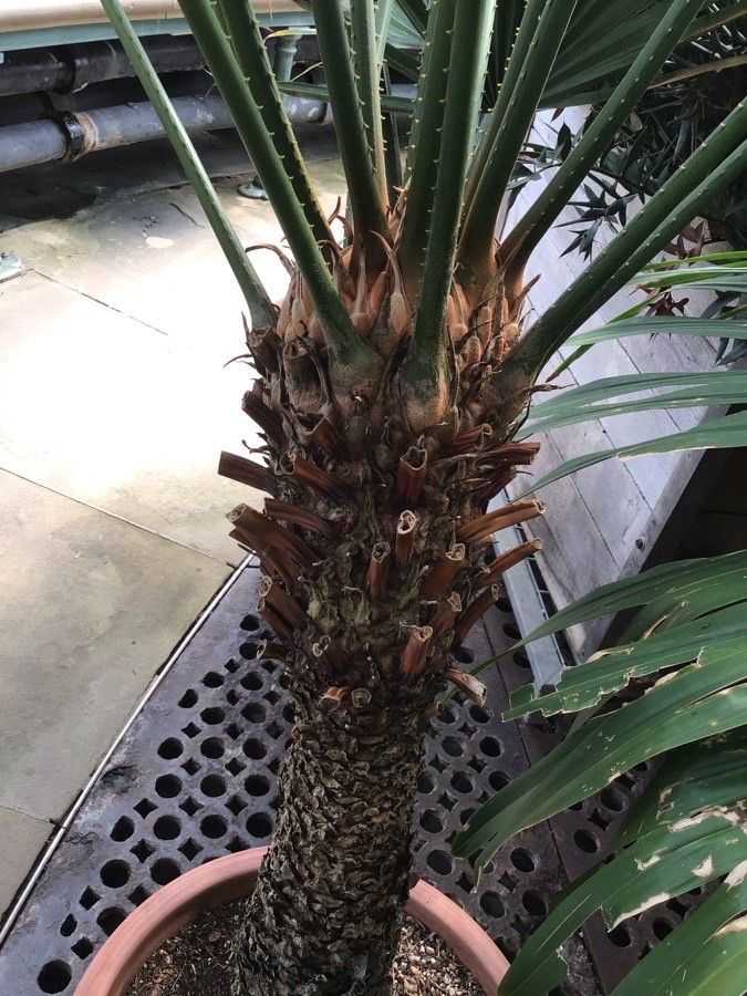 Cycas thouarsii bark