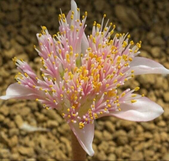 Haemanthus barkerae — related species from the same genus
