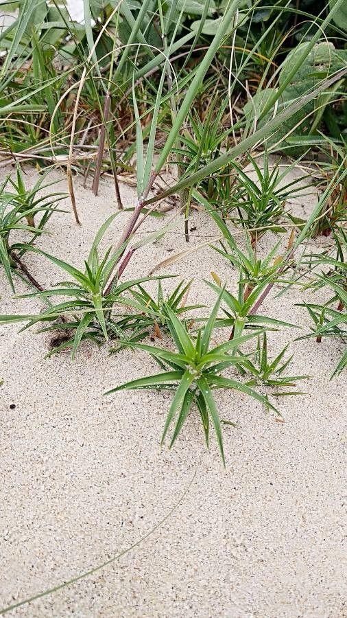 Cyperus pedunculatus leaf