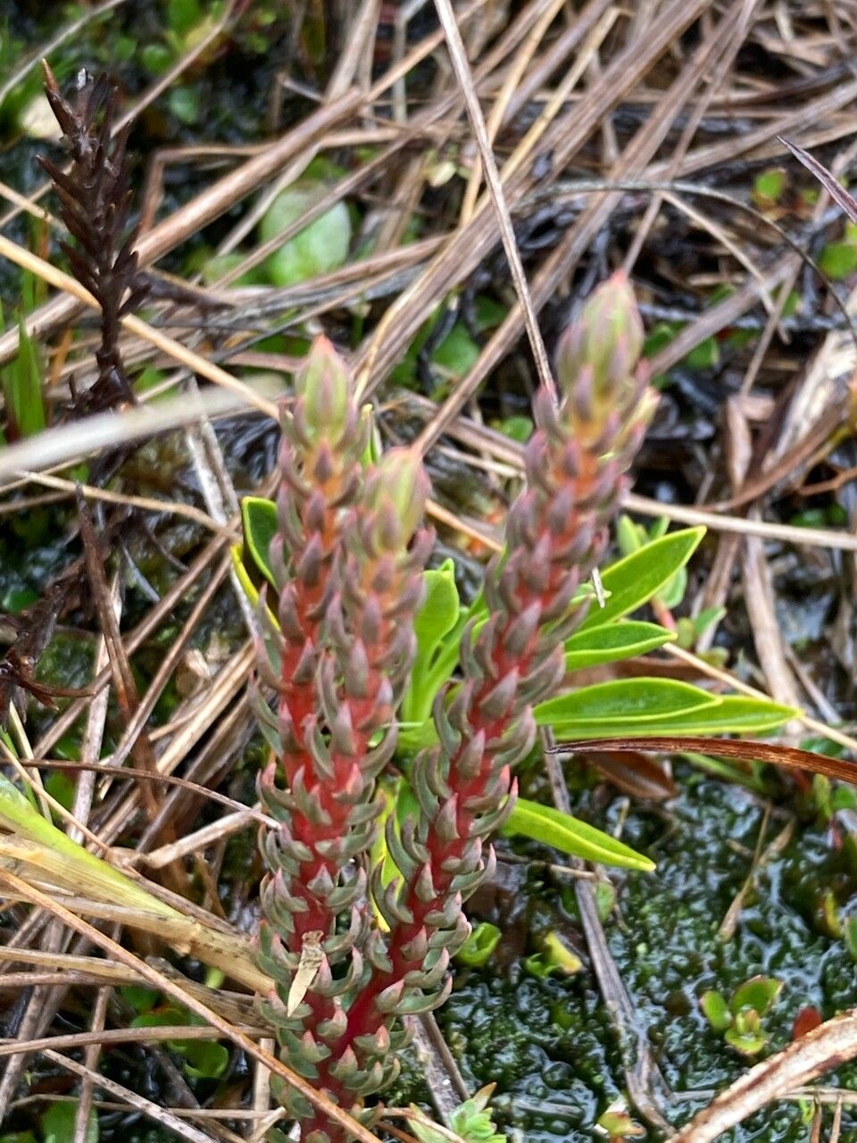 Huperzia catacachiensis — search result for 'Huperzia'