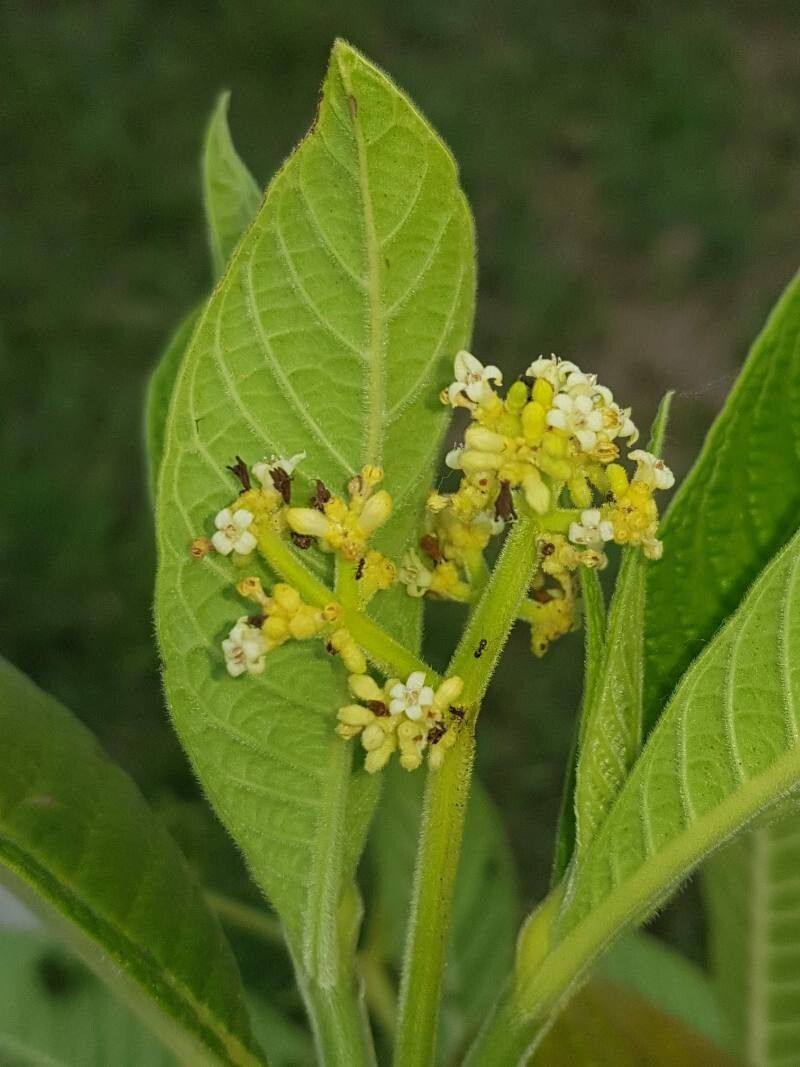 Psychotria micrantha flower