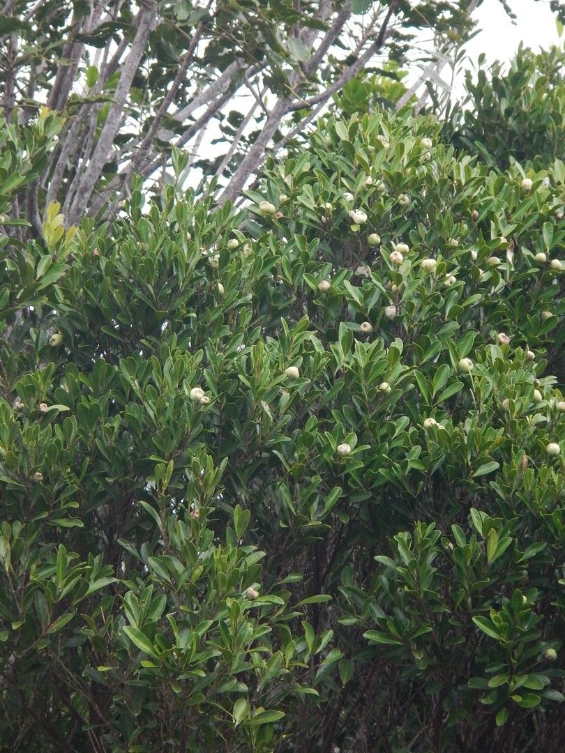 Syzygium francii habit